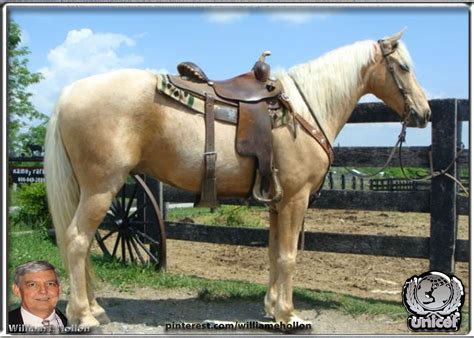 This will be. . Horses for sale near me craigslist